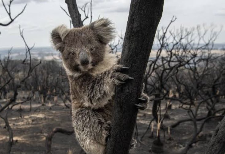 TruthFairy131's tweet image. 🔥 WILDLIFE RESCUE VOLUNTEERS LOCKED OUT OF FIRE GROUNDS.

The Allen government is blocking trained wildlife volunteers from rescuing fire affected wildlife, leaving thousands of native animals to die a prolonged and agonising death from their burns. 

Volunteers in the Harcourt…