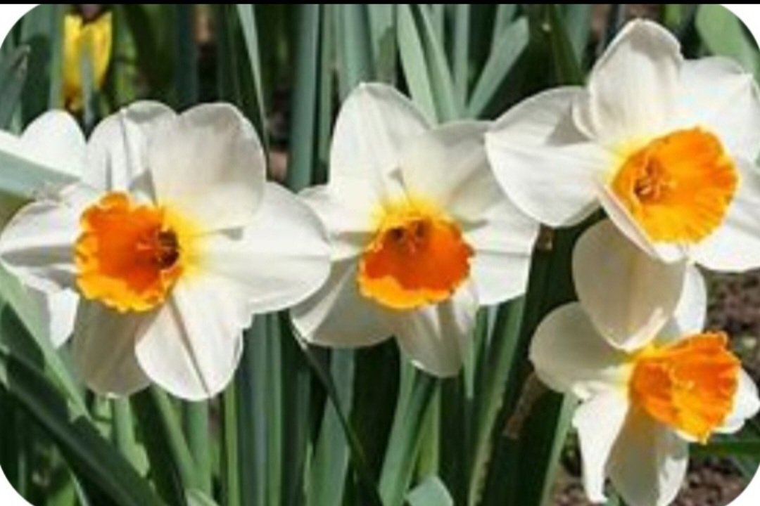 Nergize hastayım, böyle
bir güzellik yok🤌👍😊🌹