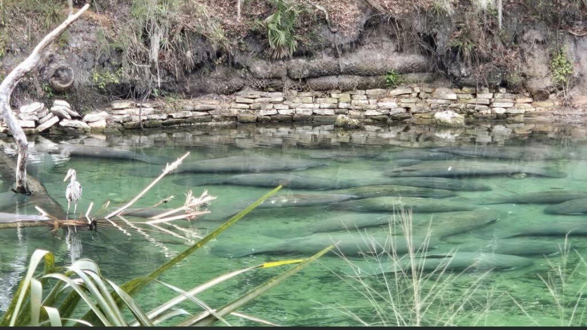 realclairemetz's tweet photo. From #bluespringstatepark: https://t.co/p2bnMlDCj8