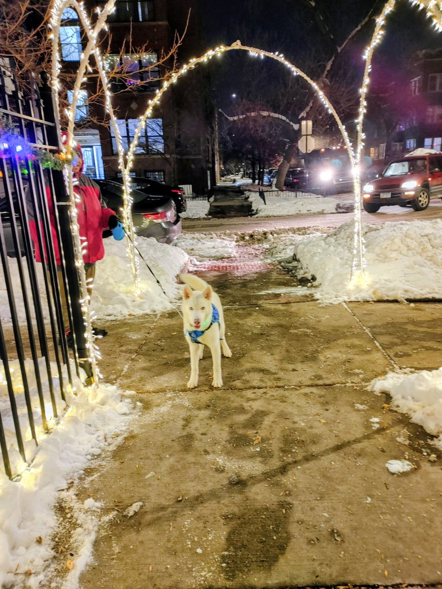 FNULNU1's tweet image. My cousin’s #Husky is living her best life on the #NorthSide.  

#DogWalking 😂😂😂