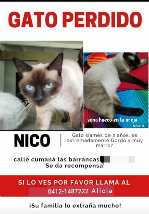 A64029345's tweet photo. Este gatico lo dio en adopción en guatire y la persona no sé qué lo hizo lo desapareció lo regaló lo vendió no tengo la menor idea necesito por favor que me ayuden a publicar para ver si alguien lo tiene gracias llevo dos meses buscándolo en los basureros en el pueblo d guatire https://t.co/nhi0ntiY0C