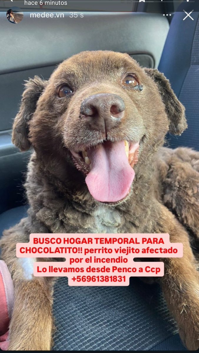 Perrito busca hogar ❤️‍🩹 #incendiosforestales #biobio