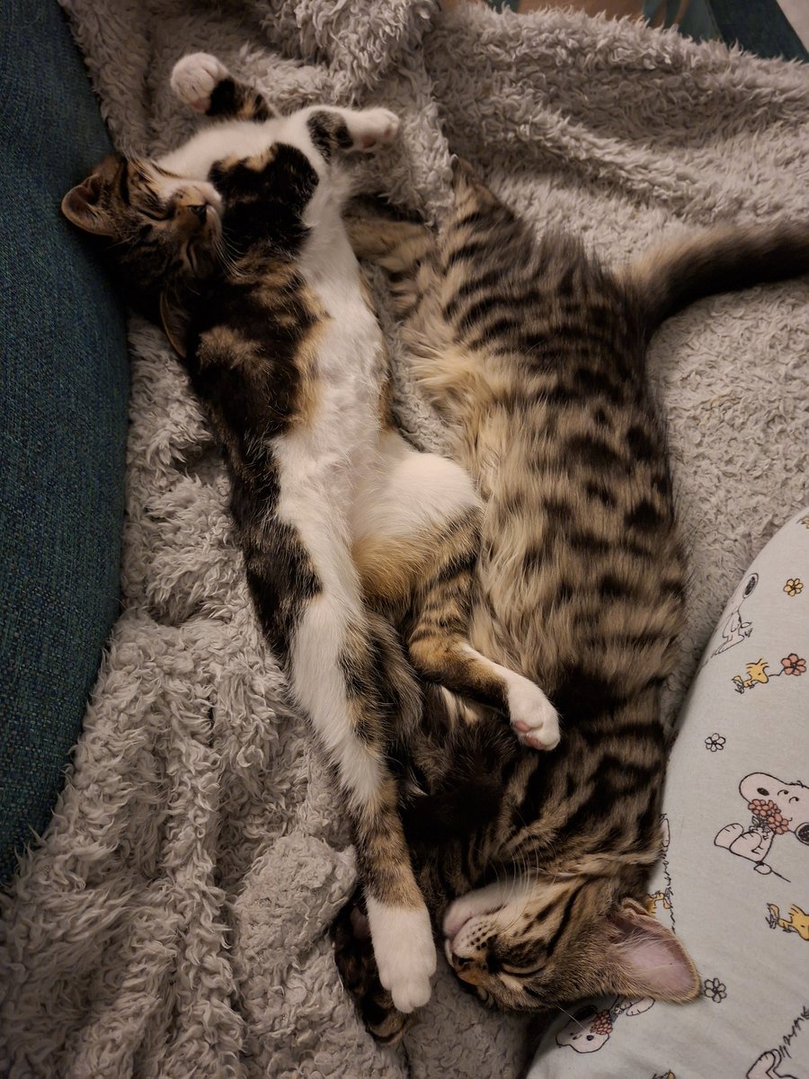 Justine Greene tweet media