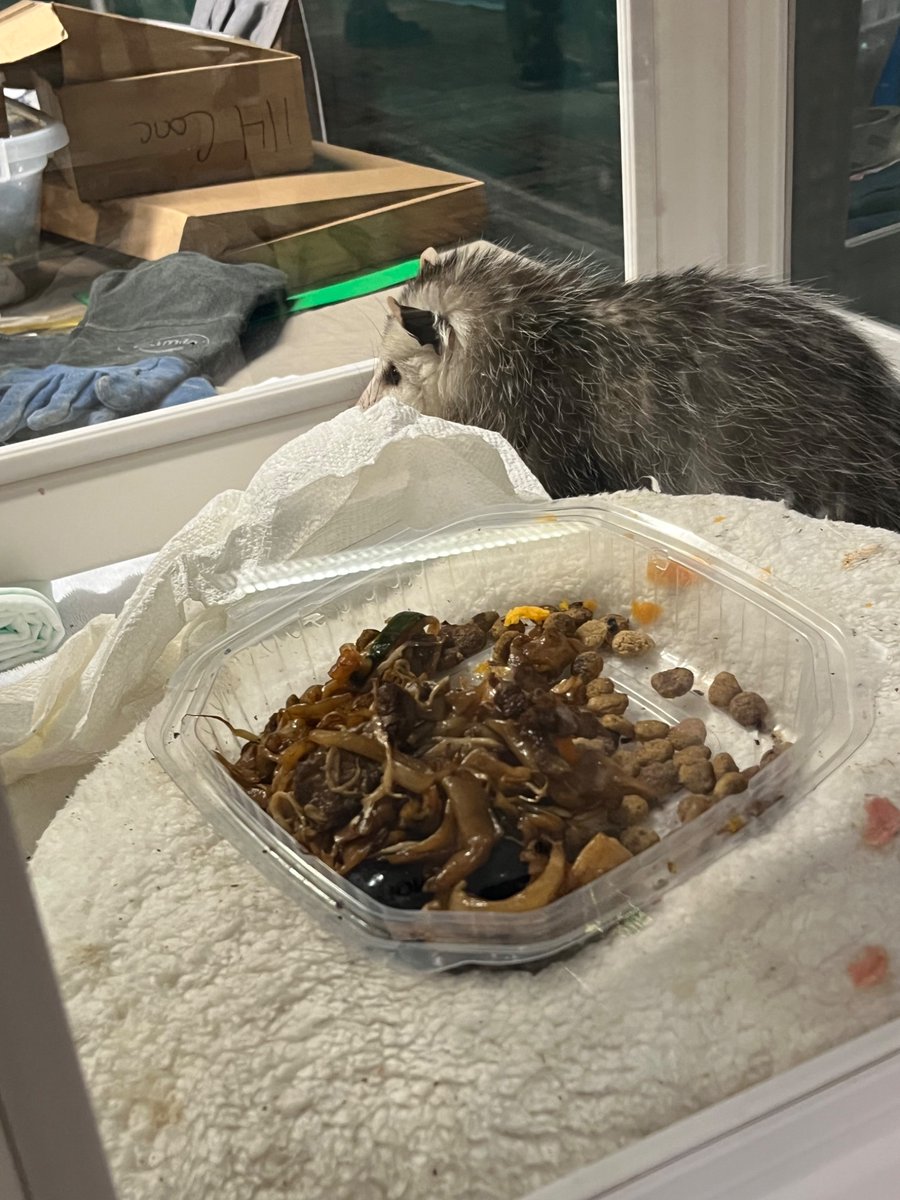 AppleBun tweet media