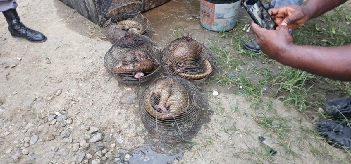 instablog9ja's tweet image. Customs Intercept Four Live Pangolins In Ogun State

The Nigeria Customs Service, Federal Operations Unit Zone A, Ikeja, said it intercepted four live pangolins during a targeted patrol at Alapa Creek, Ajilete community, in Ogun State.