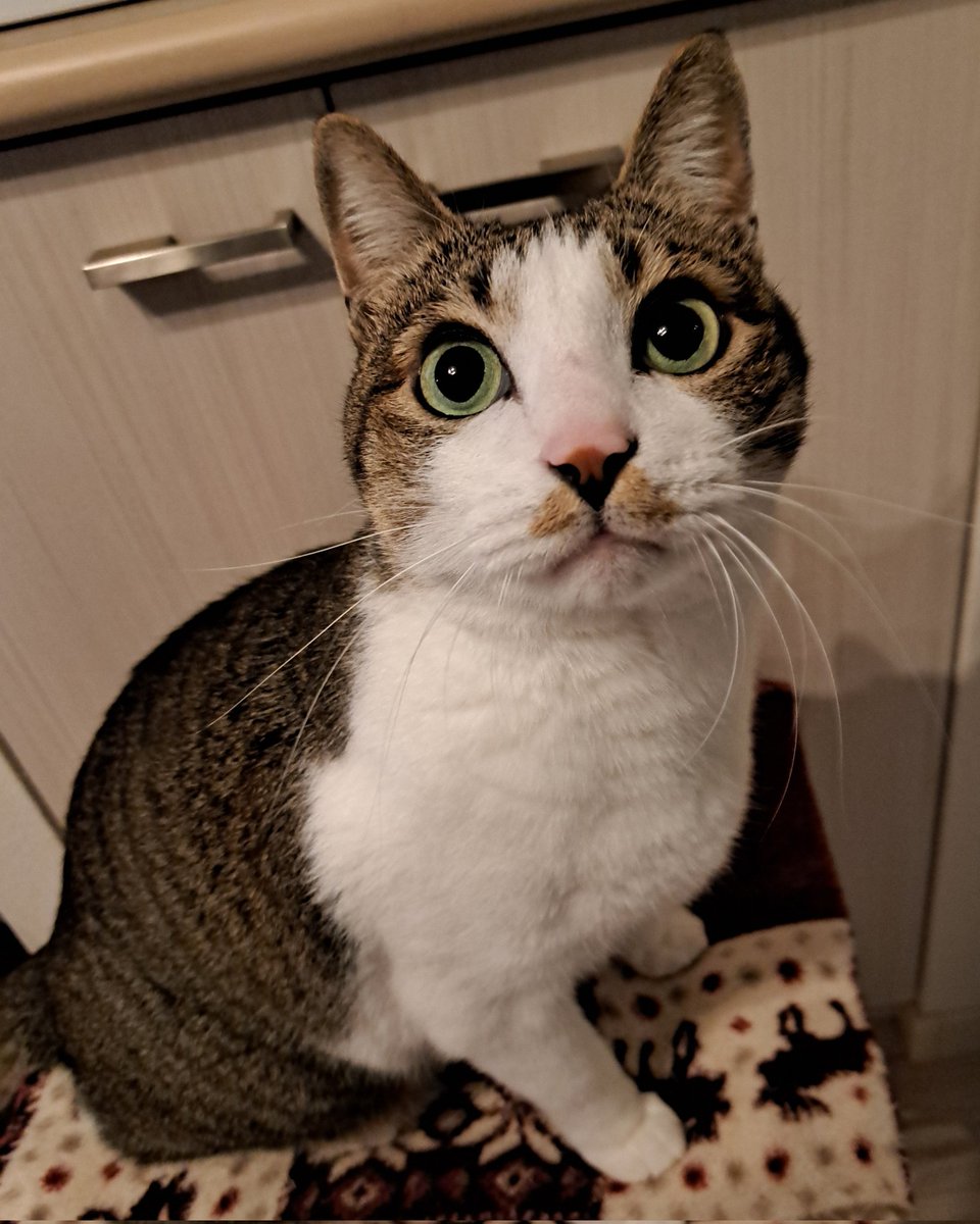 猫好きさん集まれー🐈🐈 Community on X - 20.8K Members