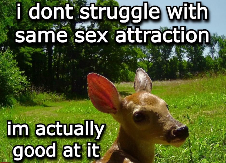 sombradascervas's tweet image. 