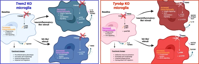 Molecular Neurodegeneration Advances tweet media