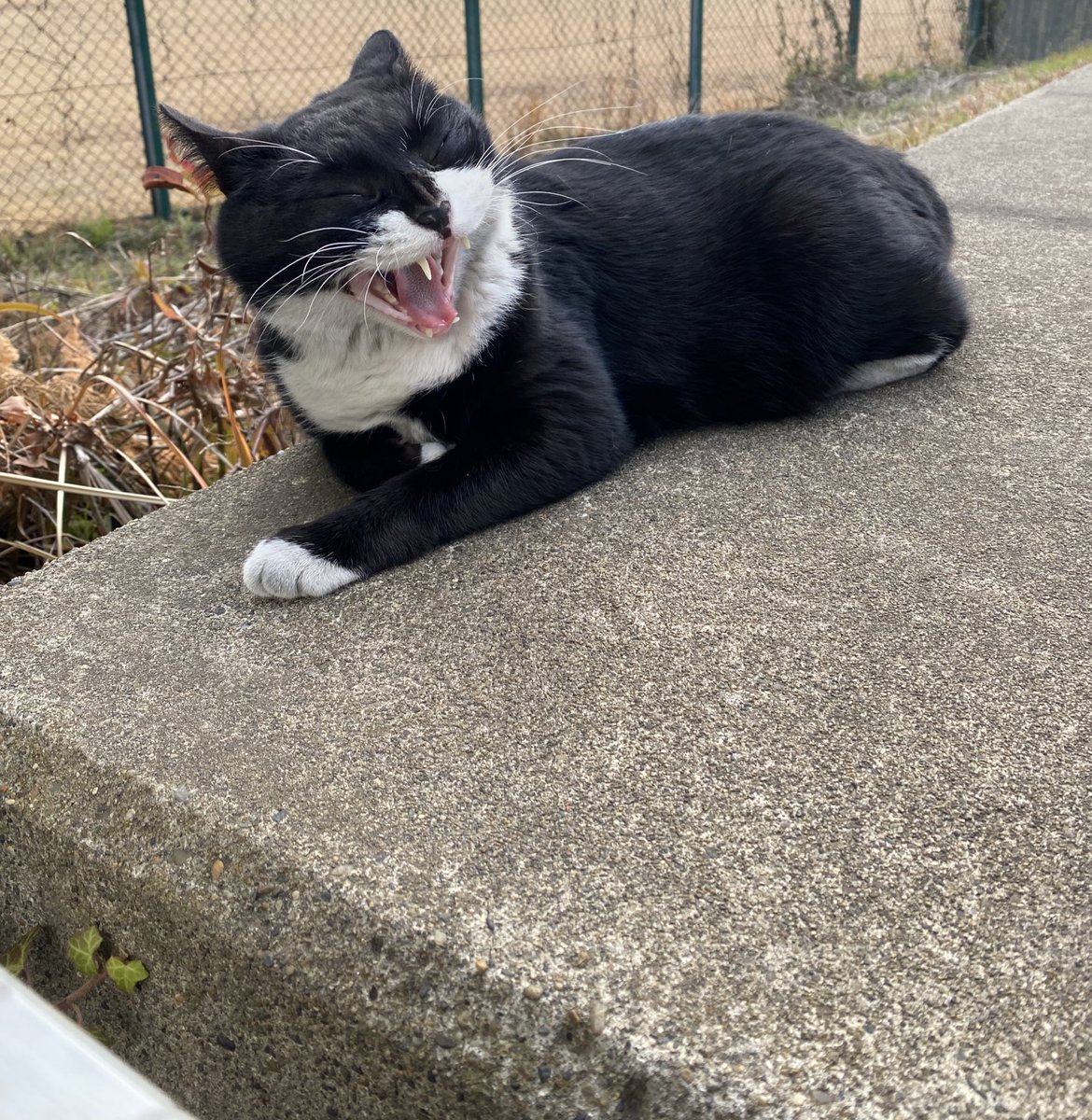 にゃん太郎 (@nyannyan__taro) / Posts / X