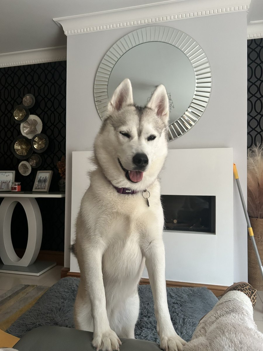 MeikaEds's tweet image. Husky personality summed up in one picture 😂 cute, mischievous &amp;amp; hilarious 😂 #Husky #Dogs