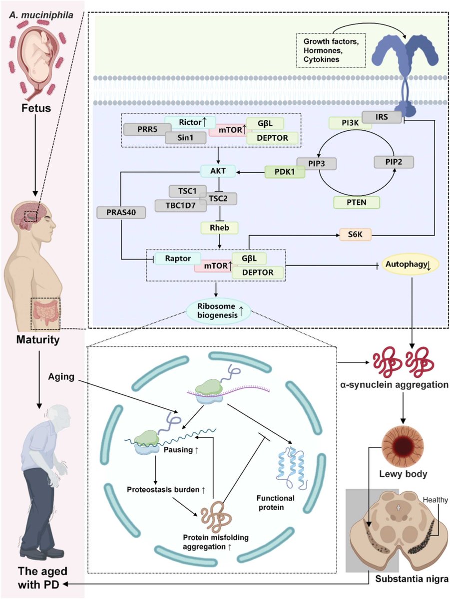 Akkermansia muciniphila: A double-edged sword in life-stage-specific nutritional modulation of Parkinson’s disease via the gut-brain axis

sciencedirect.com/science/articl…
