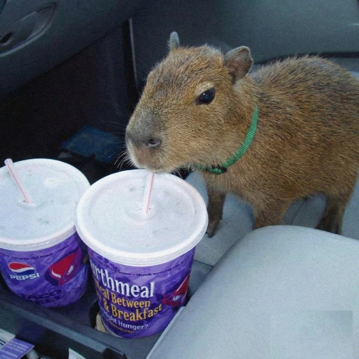 capybara tweet media