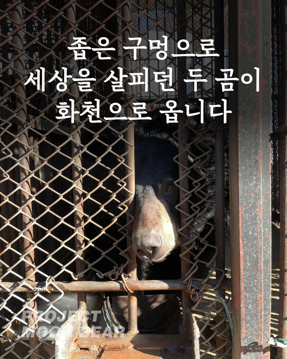 ProjectMoonBear's tweet photo. 지난 12월 31일, 경상도의 한 농가로부터 다급한 전화가 왔습니다. 기르던 사육곰 두 마리를 당장 데려가달라는 전화였습니다. https://t.co/1vKg18nREF