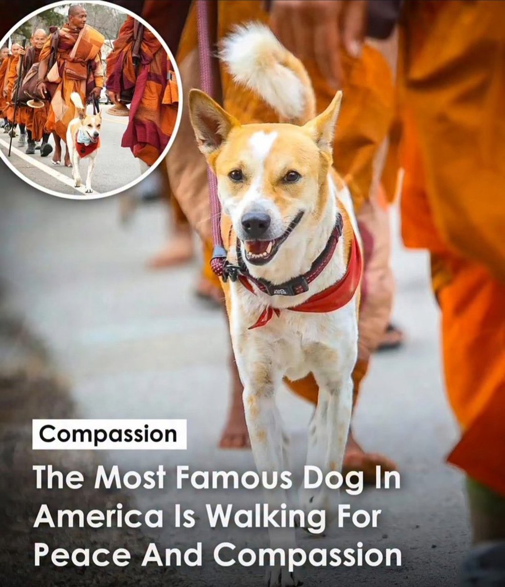 chartcnut's tweet image. It’s clear to see $aloka is becoming the most viral animal since Moodeng 

$Moodeng did 600m 

$aloka is 400k 

That is the simplest way I can put it, this is dog of the year