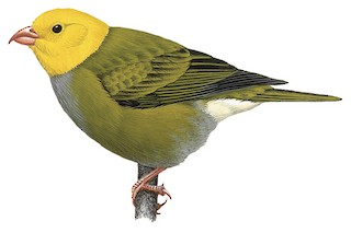 SamOhuGon's tweet photo. @worldbirds32 Sorry, but those are not ʻōʻū, but palila. ʻŌʻū had a flesh colored bill and legs, was dark green above and lighter olive green below, turning to pale at the rump, the head and nape were bright yellow. https://t.co/v7Xj2rDSxS