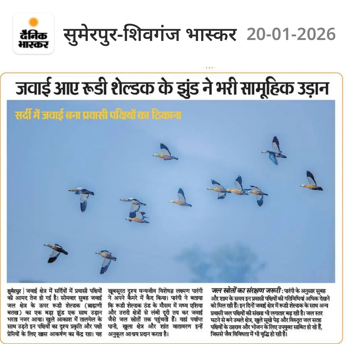 जवाई में दिखे पैराशूट बतख 🦤🪿