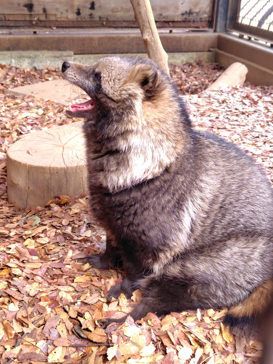 もっち狸 (@tanunomofu3) / Posts / X