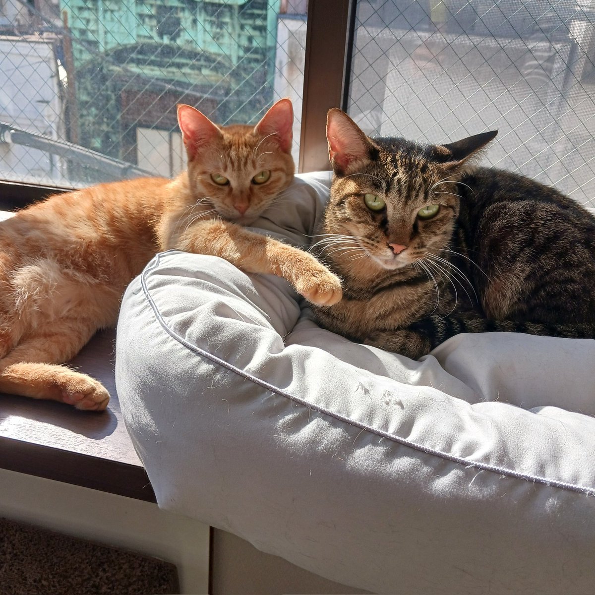 フロアのみなさんすっかり回復したので、本日より営業再開いたします！✨₍ ̳> ·̫ < ₎ฅฅﾞ
一週間のお休み有り難うございました😭✨

本日13-16時、18-21時の営業です。
ご来店お待ちしております✨
 #人形町
 #里親募集