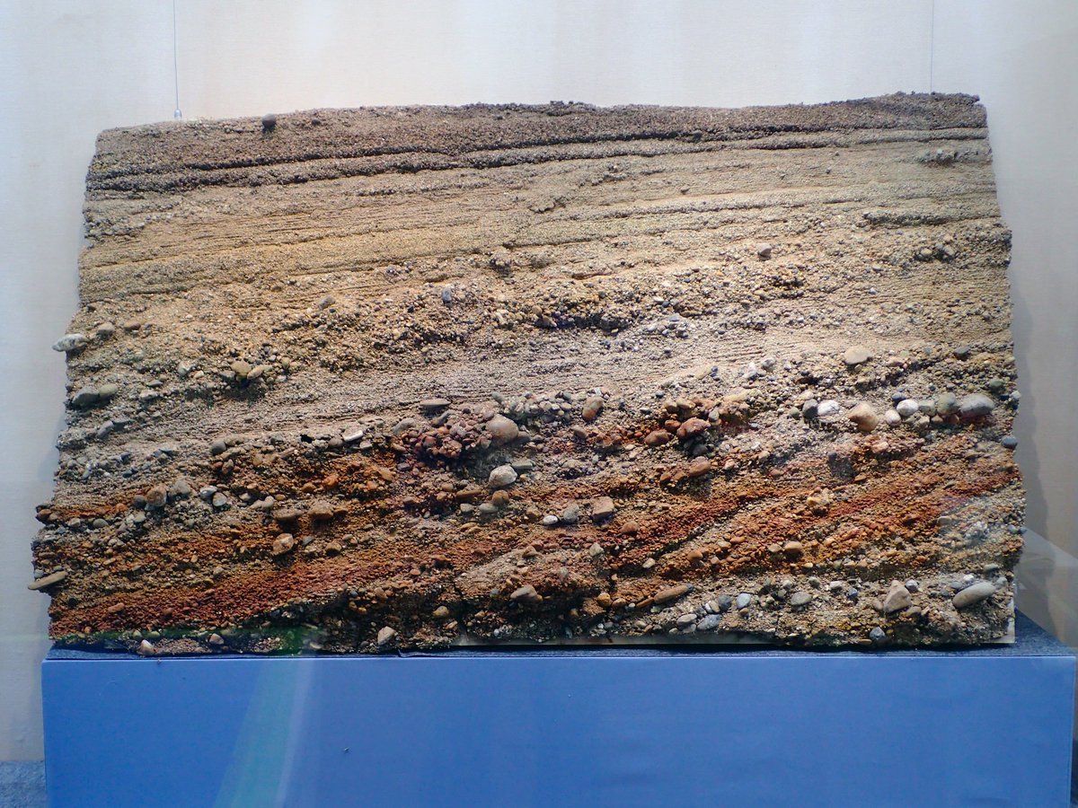 大阪市立自然史博物館 tweet media