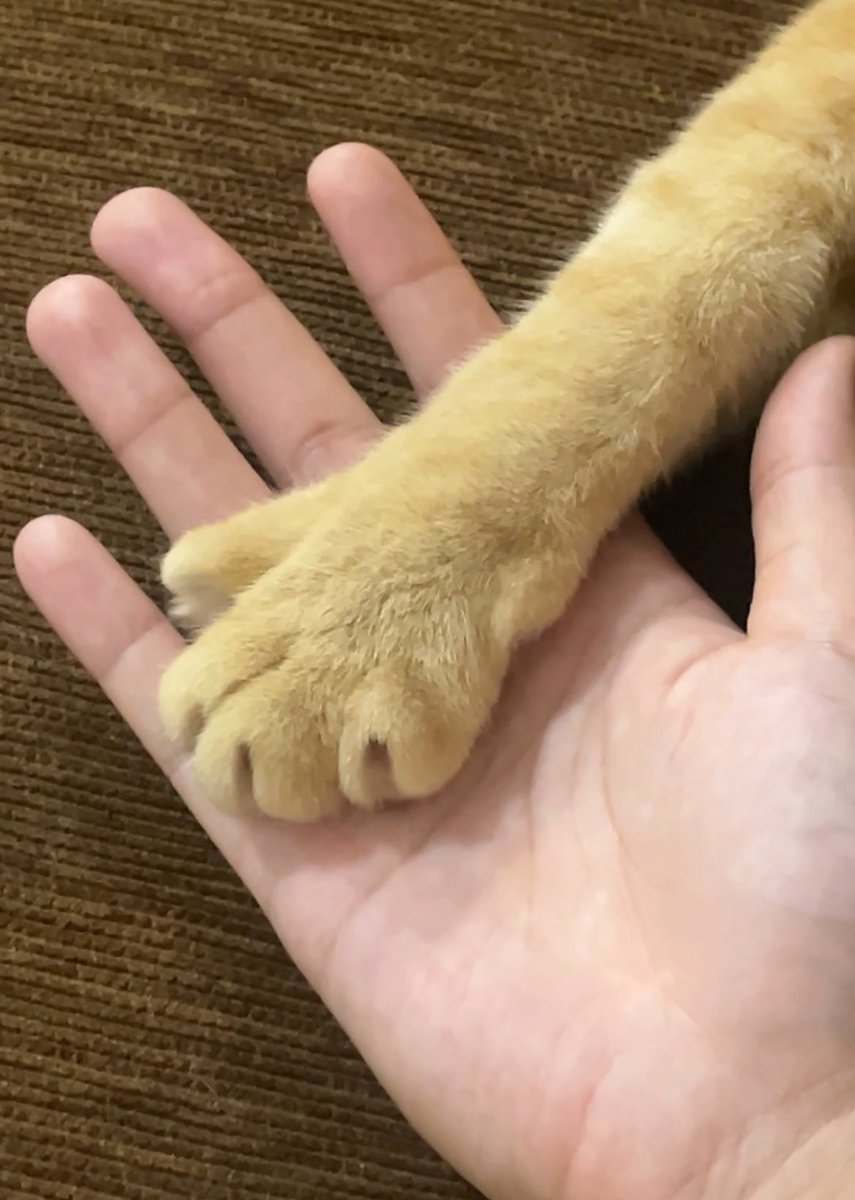 Milo🐥 Uno🦖 tweet media