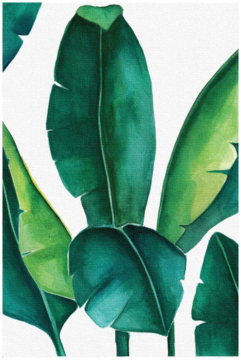 PDFDecor's tweet image. Art of the Day! "Banana leaf print, Botanical Print". Buy at: ArtPal.com/decorpdf?i=956…