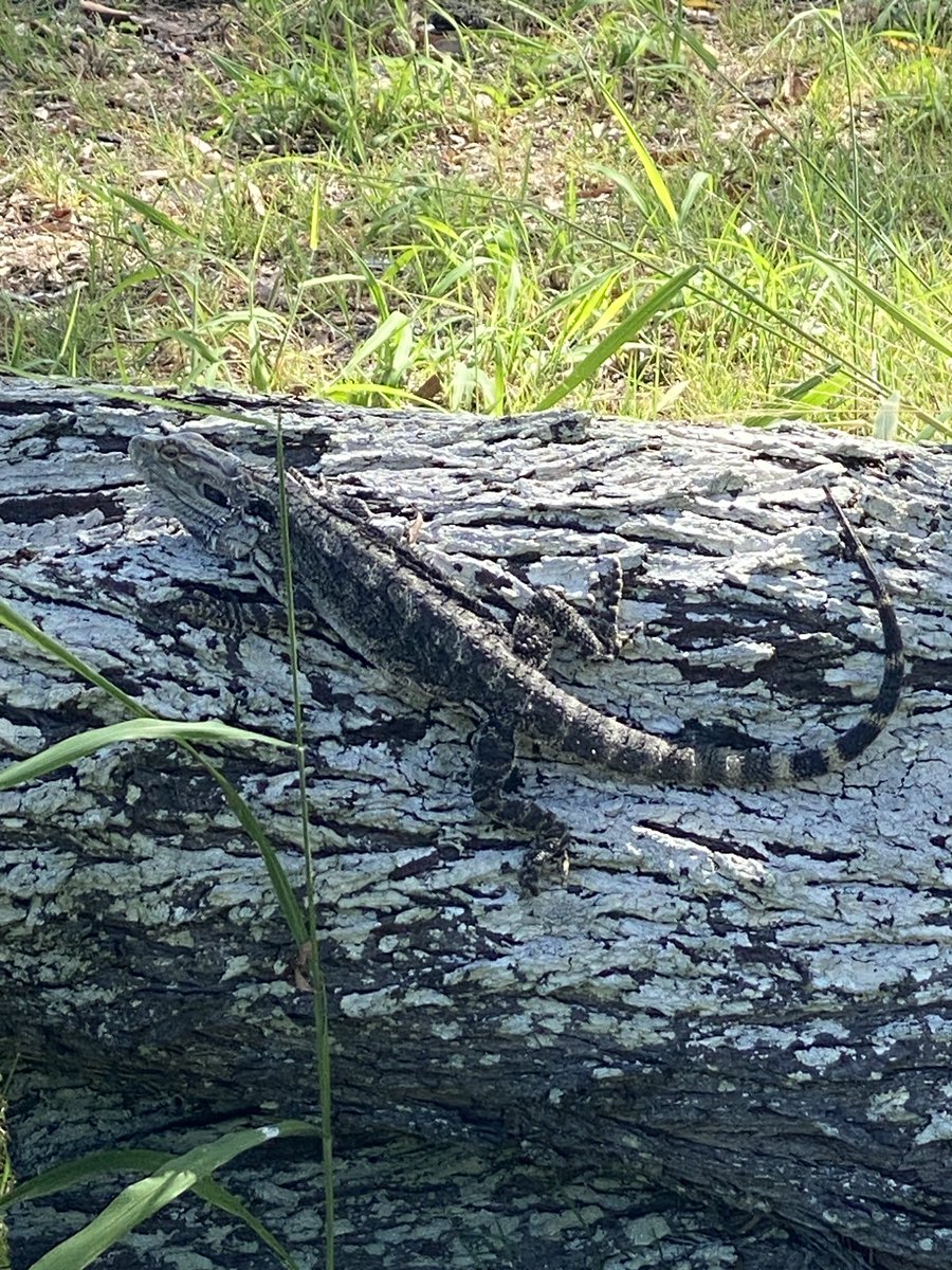 roamingfox | Alma tweet media