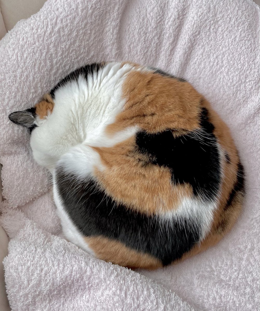 にゃんころもち (@sakura_nyancolo) / Posts / X