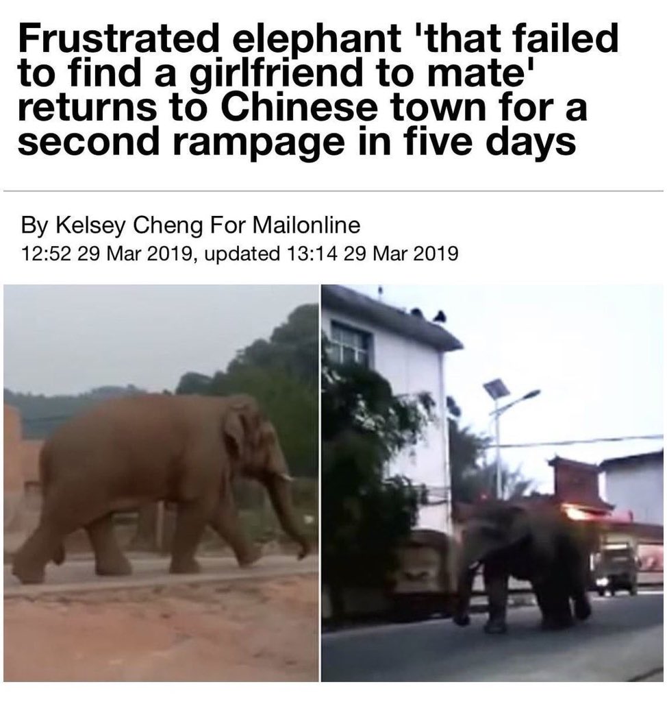 Babygravy9's tweet photo. Incelephants are real. https://t.co/ejpzl8Udz4