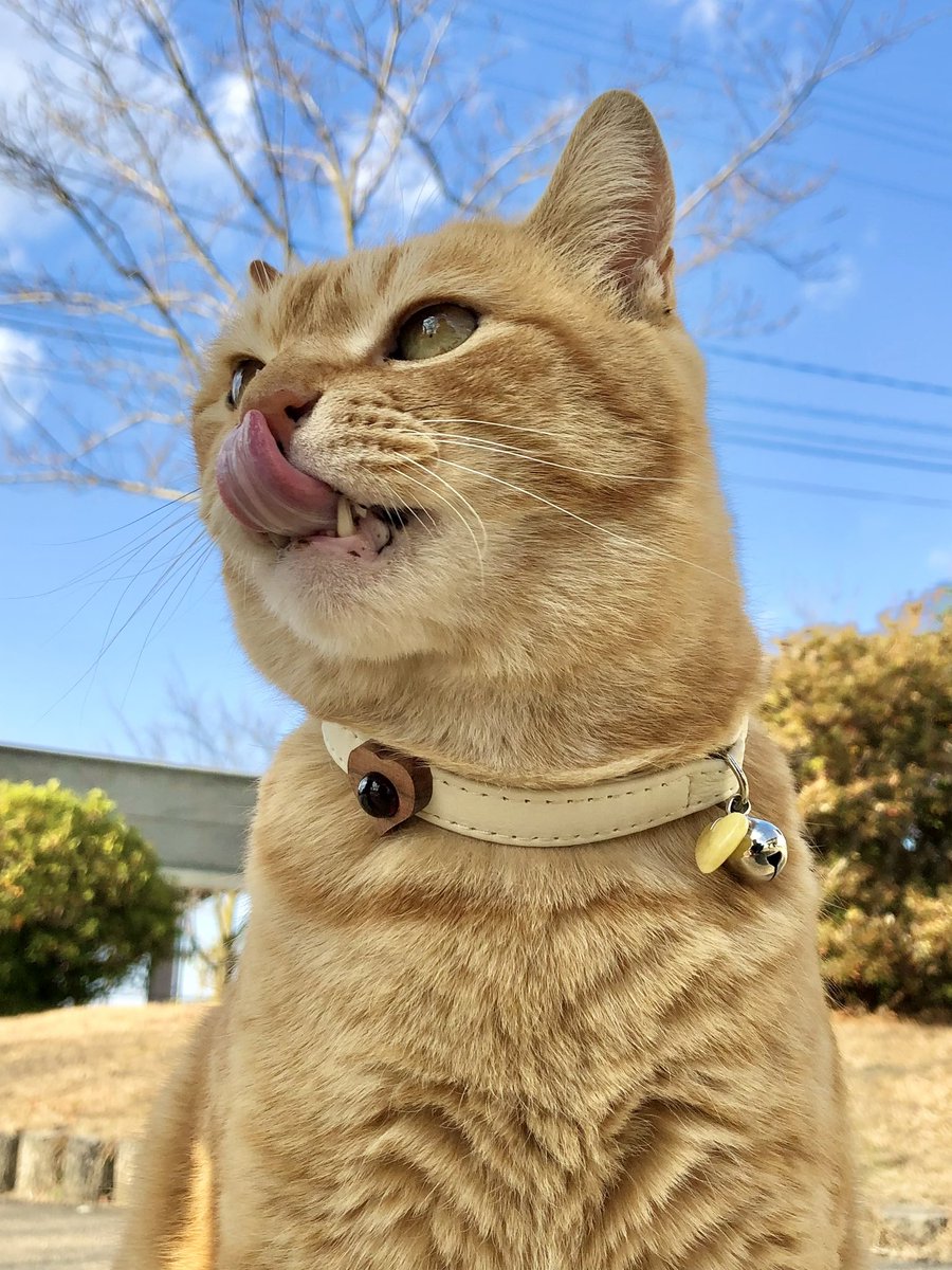 時をかける猫ニャ545 