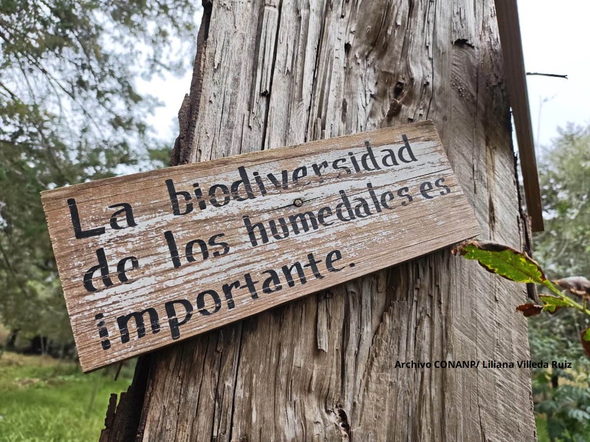 BioRestAmb's tweet photo. Desde la @SEMARNAT_mx, a través de la #SBRA, se trabaja en el manejo y restauración ecológica para proteger la biodiversidad, mejorar la disponibilidad de agua y fortalecer la resiliencia de los humedales. https://t.co/rwIyrg0faP