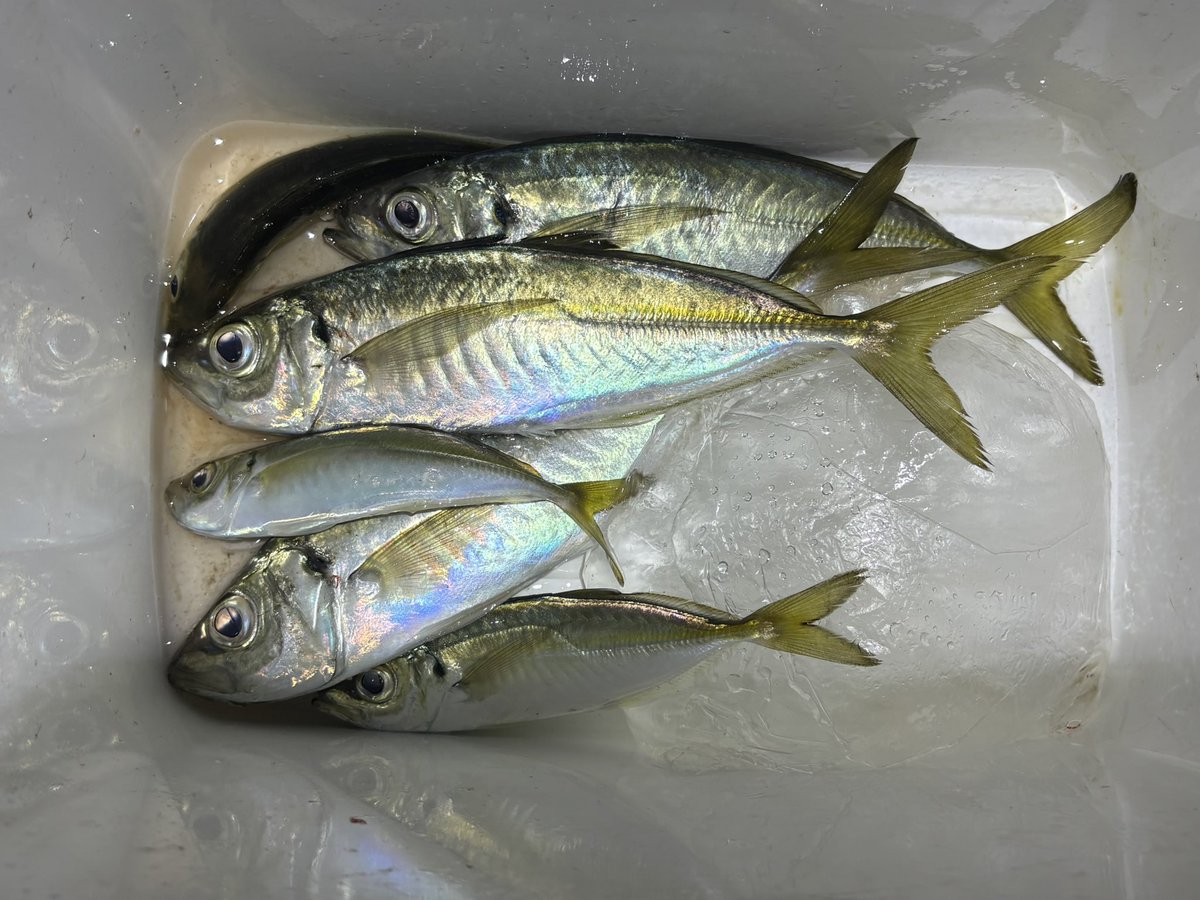 Mi2_fishing's tweet photo. 昨日は、寒くなる前のアジング
小鯵から28.5センチまで釣れました https://t.co/5PEhfU5znE