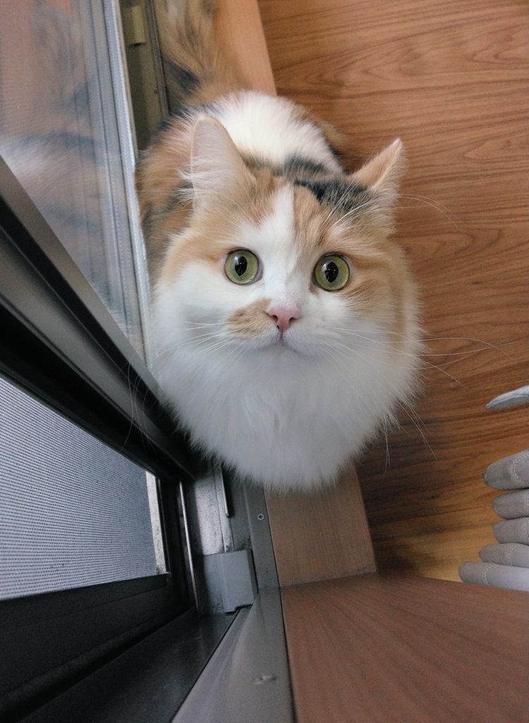 ネコ好きおじさん (@nekomito0729) / Posts / X