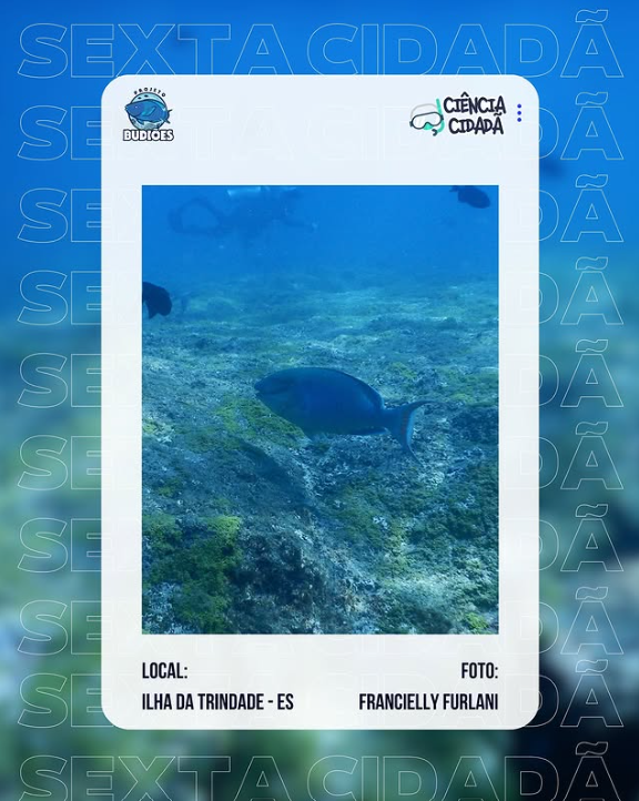 PBudioes's tweet photo. 🌊 #CiênciaCidadã
Espia esse registro de Francielly Furlani na Ilha de Trindade (ES) mostrando um budião (Sparisoma amplum). Aproveite o verão e envie seus registros pelo nosso app e seja também um cidadão cientista! 🐠

O Projeto Budiões é patrocinado pela @petrobras https://t.co/ilY3WCRO9R