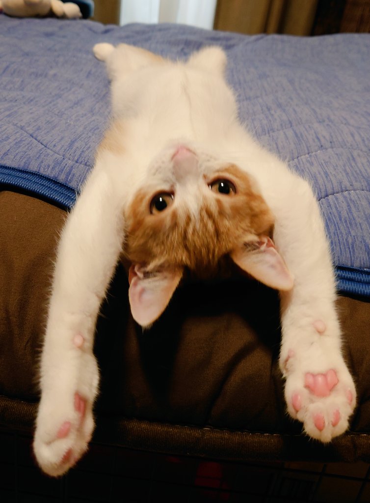 おちゃまる (@ochamarusan0126) / Posts / X