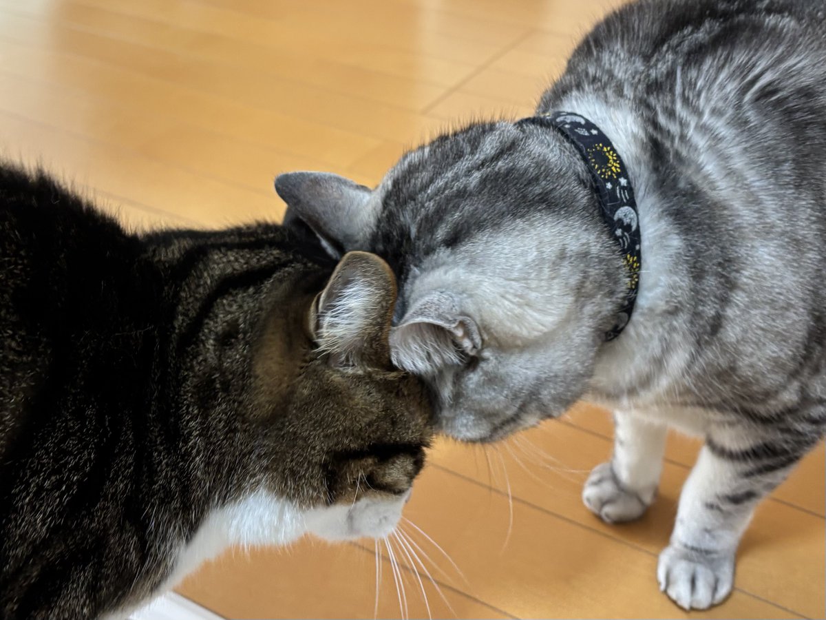 動画で撮ればよかったなと('ω' )三('ω')三( 'ω')