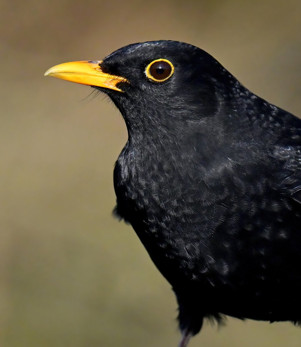 Carl Bovis tweet media