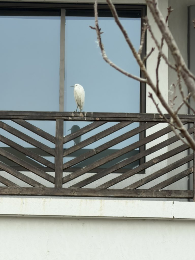 Baler strapping manufacturer (@zollylin) on Twitter photo 