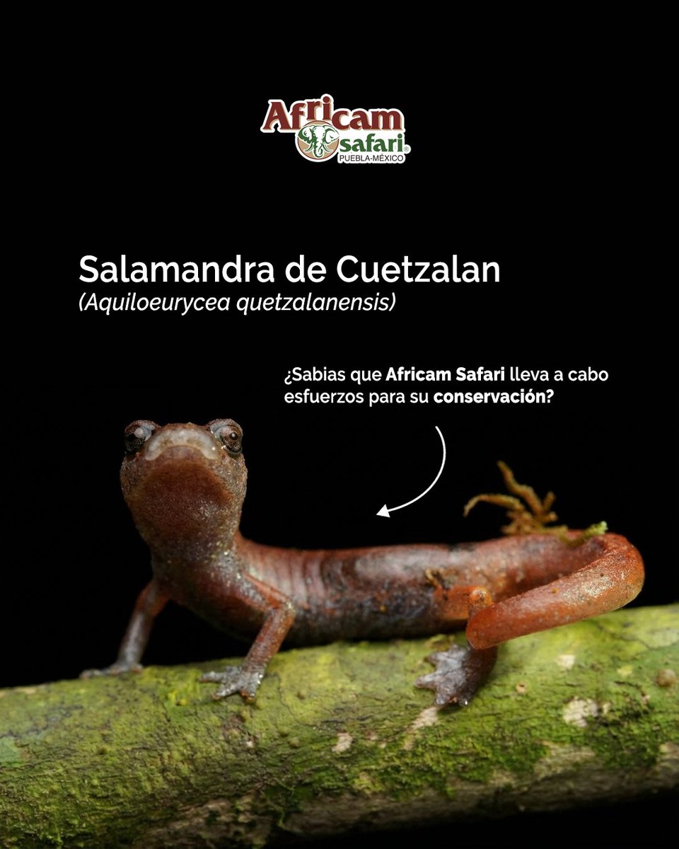AfricamSafari's tweet photo. La salamandra de Cuetzalan es única en Puebla y hoy enfrenta un peligro crítico de extinción. 🦎
En Africam Safari trabajamos junto a organizaciones locales para proteger su hábitat y asegurar su futuro. Conservar es actuar hoy. 🌱🙌🏼 https://t.co/IppPAiBFhL