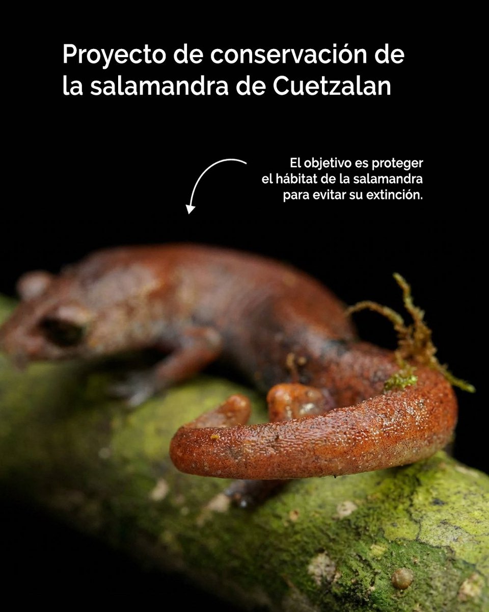 AfricamSafari's tweet photo. La salamandra de Cuetzalan es única en Puebla y hoy enfrenta un peligro crítico de extinción. 🦎
En Africam Safari trabajamos junto a organizaciones locales para proteger su hábitat y asegurar su futuro. Conservar es actuar hoy. 🌱🙌🏼 https://t.co/IppPAiBFhL