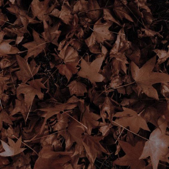 ‍ ‍ ‍ ‍ ‍ 𝐊𝐀𝐑𝐑𝐈𝐄 𝐌𝐄𝐑𝐑𝐈𝐂𝐊‍ ( 👻 ) tweet media