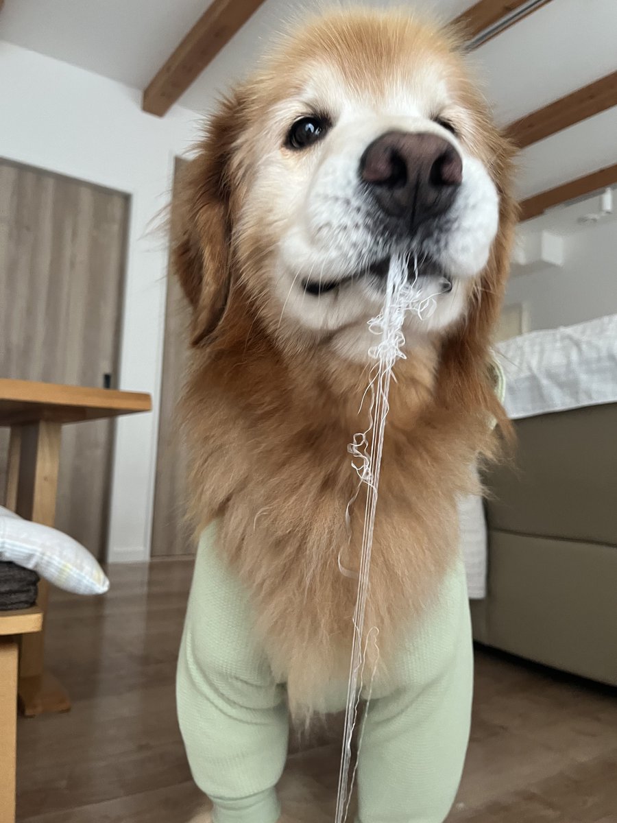 ルークが居てくれるおかげで
笑顔になれるよ😆

 #ゴールデンレトリバー
 #朝からビリビリマン🐶ྀི