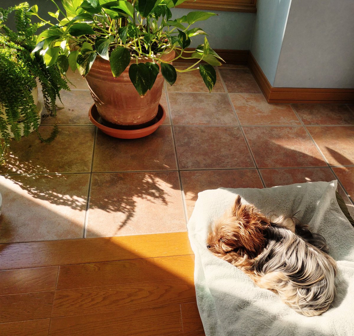 おはようございます。昨夜メルカリの取引画面が開けなくてジタバタしましたが、アプリを更新したら直りました。 突然の不具合は焦りますね。 今日も良い一日を✨