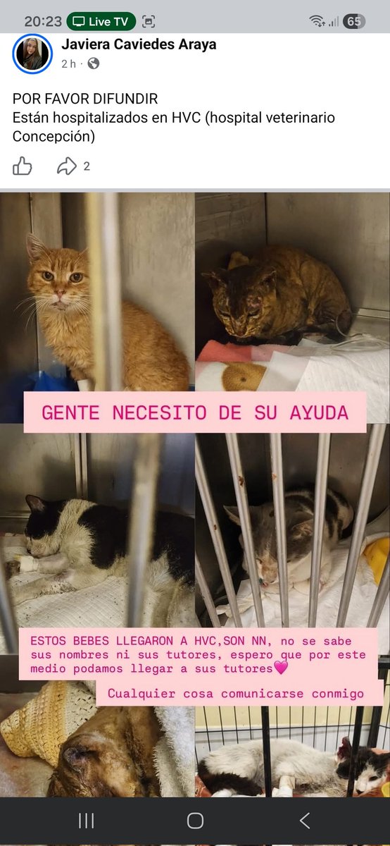 Si reconocen alguno de estos animalitos contactarse con la chica de este Facebook facebook.com/share/1K2nCCng…

#IncendiosForestales #incendio #Concepcion Punta de Parra Penco