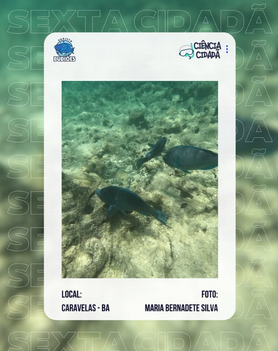 PBudioes's tweet photo. 🌊 #SextaCidadã 🌊
Vem conferir a participação de Maria Bernadete Silva Barbosa, que contribuiu com o registro de um Scarus trispinosus em Portinho Norte, Caravelas – Abrolhos (BA)! 
O Projeto Budiões é patrocinado pela @petrobras https://t.co/TvUlFyZ6zA