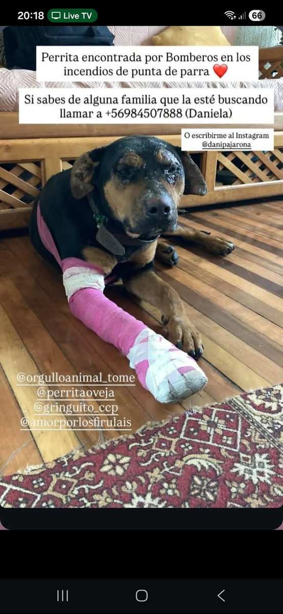 Solo comparto, la vi en Instagram, perrita encontrada en punta de parra.

#IncendiosForestales #incendio #Concepcion Punta de Parra