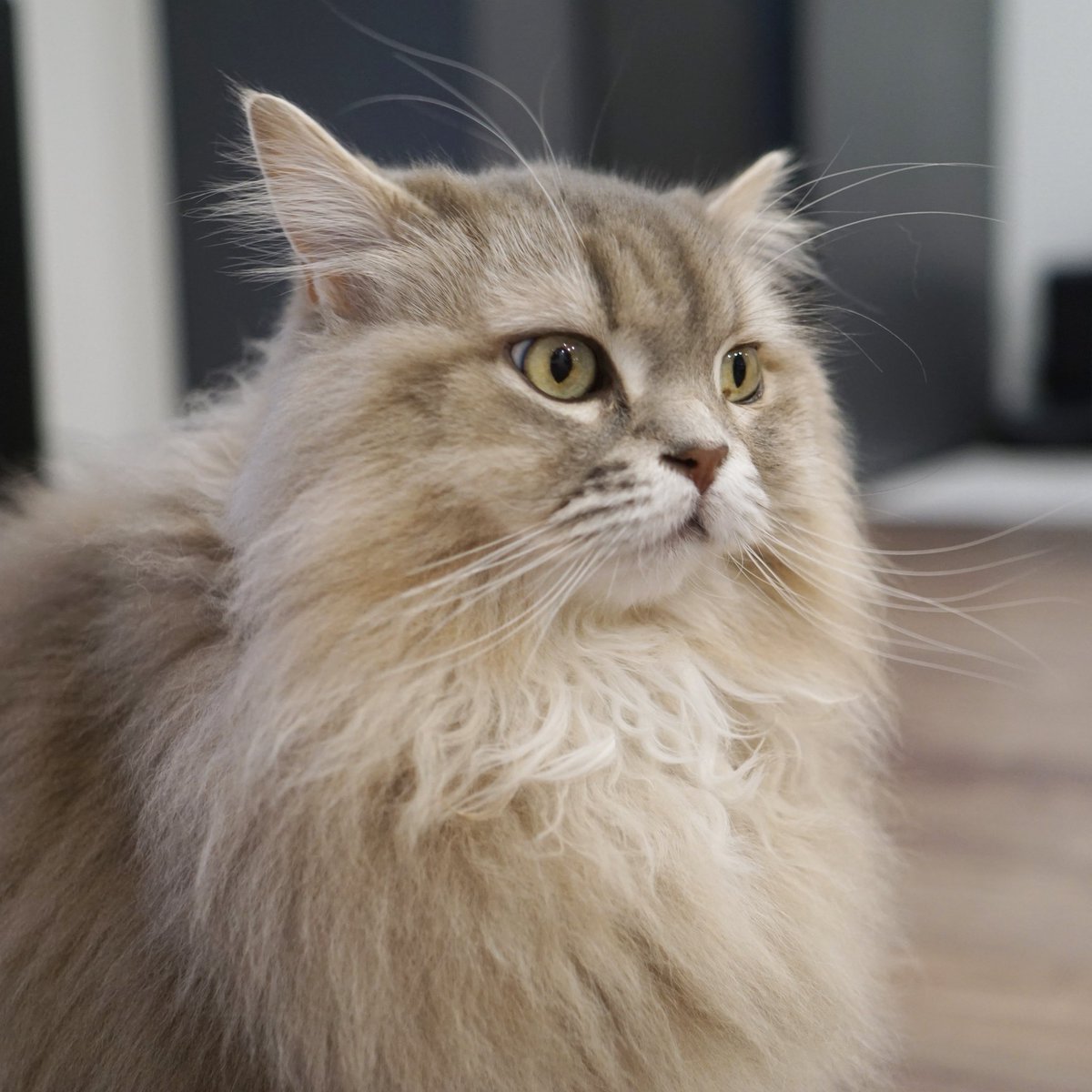 わたあめ (@wataamedetyuyo) / Posts / X