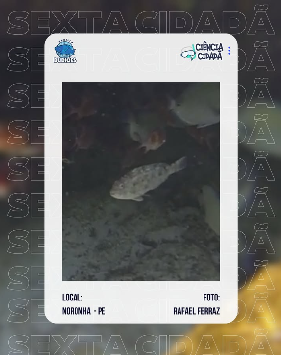 PBudioes's tweet photo. Hoje o destaque vai para Rafael Ferraz, que contribuiu com um registro de budião (*Sparisoma axillare*) em Caieiras, Fernando de Noronha (PE) 🐠💙

O Projeto Budiões é patrocinado pela @petrobras https://t.co/HVzODo9aHM