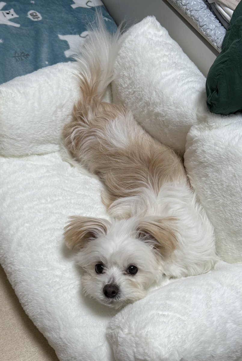 강아지 tweet media