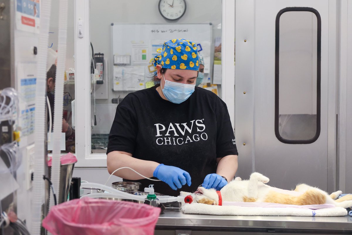 PAWSChicago tweet media