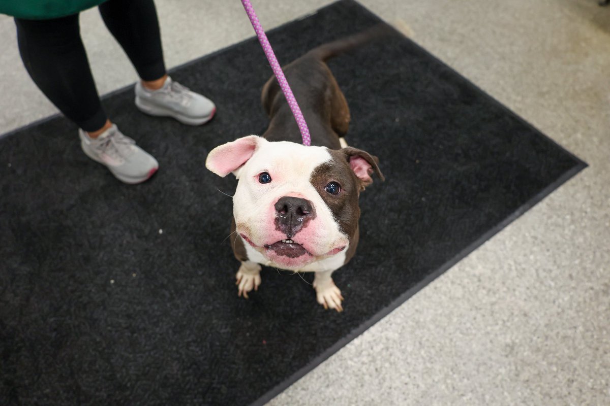 PAWSChicago tweet media